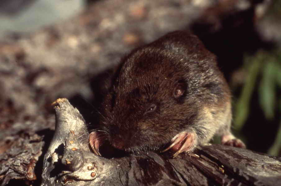 Free Pictures download good quality images of Pocket Gopher